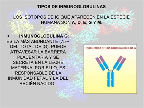 inmunoglobulina m - m cursiva